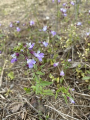 Collinsia violacea