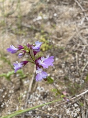 Collinsia violacea