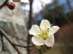 Prunus mume