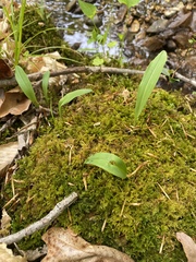 Platanthera clavellata