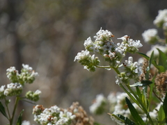 Eriodictyon trichocalyx