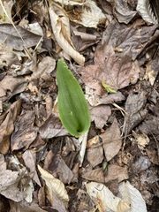 Platanthera ciliaris