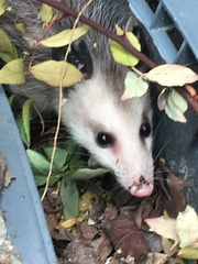 Didelphis virginiana