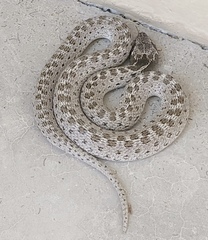 Hypsiglena ochrorhynchus ochrorhynchus