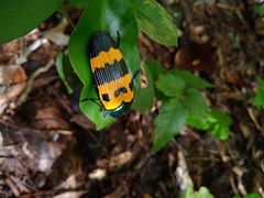 Conognatha magnifica