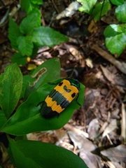 Conognatha magnifica