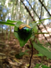 Conognatha magnifica