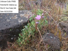 Sidalcea glaucescens