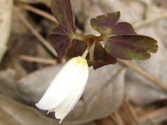 Anemonoides raddeana