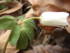 Anemonoides raddeana