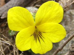 Viola orientalis