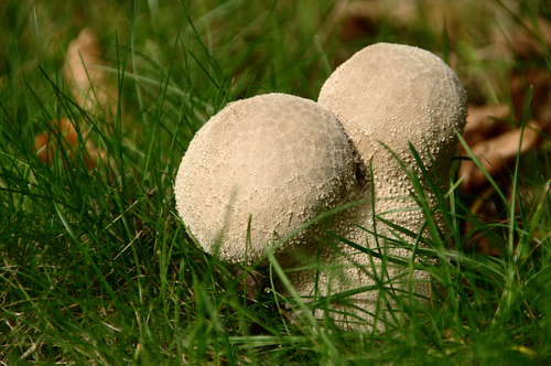 Pestle Puffball