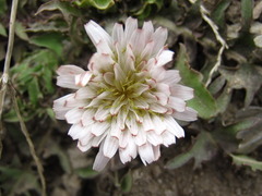 Taraxacum coreanum