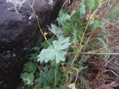 Sidalcea glaucescens