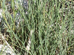 Juncus rugulosus