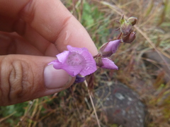 Sidalcea glaucescens