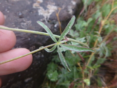 Sidalcea glaucescens