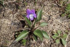 Viola egglestonii