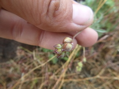 Sidalcea glaucescens