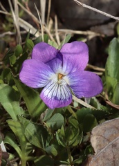 Viola egglestonii