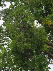 Loranthus europaeus