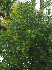 Loranthus europaeus