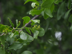 Loranthus europaeus