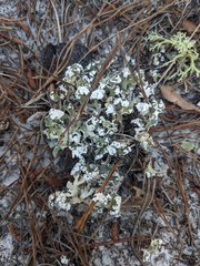 Cladonia prostrata