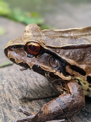 Leptodactylus pentadactylus