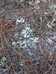 Cladonia prostrata