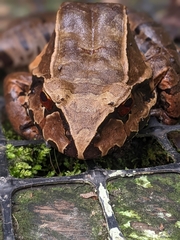 Leptodactylus pentadactylus