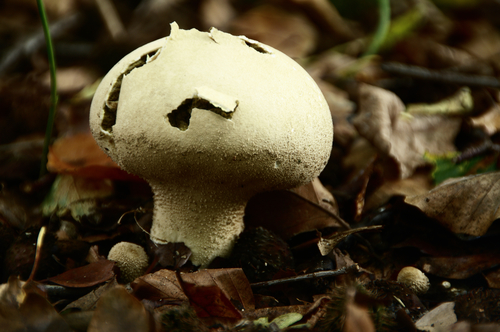 Pestle Puffball