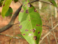 Diaporthe kalmiae