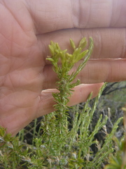 Tetradymia glabrata
