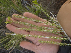Tetradymia glabrata