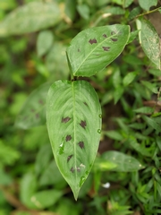Goeppertia villosa