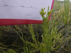 Tetradymia glabrata