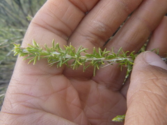 Tetradymia glabrata