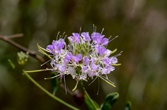 Warea cuneifolia