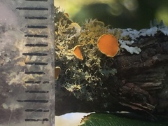 Teloschistes sieberianus