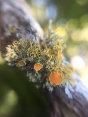 Teloschistes sieberianus