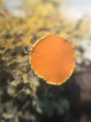 Teloschistes sieberianus
