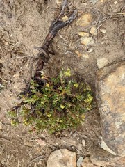 Alchemilla polylepis