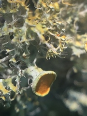 Teloschistes sieberianus