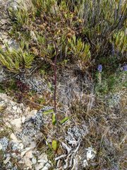Senecio oerstedianus