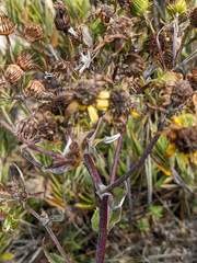Senecio oerstedianus