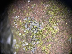 Flavoplaca flavocitrina