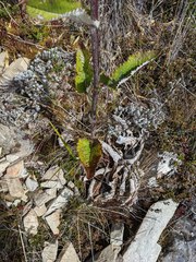Senecio oerstedianus