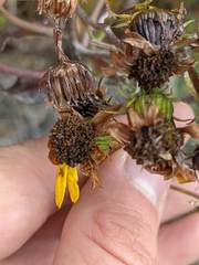 Senecio oerstedianus