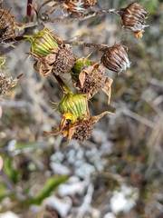 Senecio oerstedianus